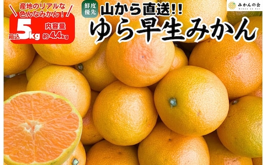 ゆら早生 みかん 山から直送 箱込 5kg (内容量 4.4kg) 採れたてそのままごろごろ規格 有田みかん 和歌山県産 【みかんの会】［2026年10月下旬頃より順次発送予定］