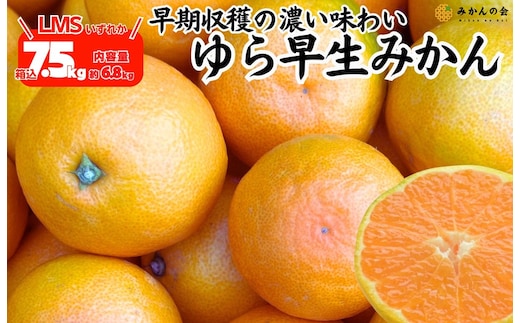 ゆら早生 みかん 箱込7.5kg (内容量 6.8kg) SMLサイズのいずれか 秀品 優品 混合 有田みかん 和歌山県産 【みかんの会】