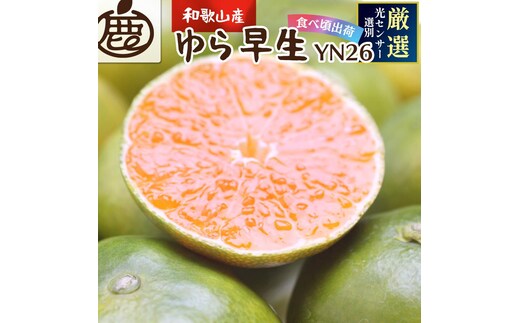 プレミアム 有田みかん（ゆら早生）1kg+250g（傷み補償分）