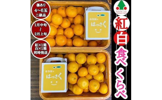 有田 はっさく 紅白 食べくらべ 手さげ箱 （ 2L×4玉・L×5玉・M×6玉のいずれか ※サイズ指定不可 ） ちょっと傷あり 二級品 みかん