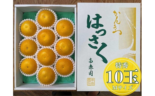 化粧箱 手詰め 有田 はっさく 特秀 M サイズ × 10玉入 南泰園 みかん