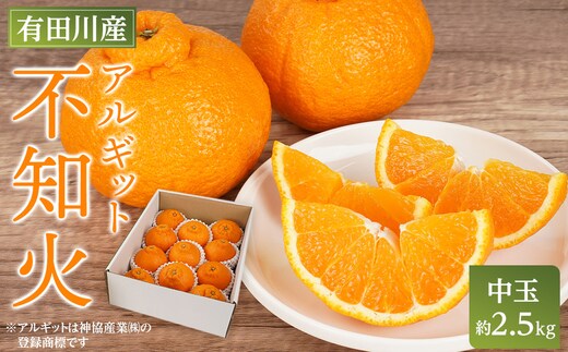 アルギット 不知火 約2.5kg 中玉 サイズ（11～12玉）| 先行予約 不知火 デコ みかん 甘い おいしい ジューシー 完熟 期間限定 数量限定 フルーツ 果物 柑橘 人気 おすすめ 高級 こだわり ギフト 旬 お取り寄せ 送料無料 和歌山 有田川町