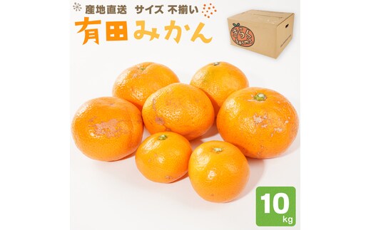 産地直送 有田みかん サイズ 不揃い 約10kg 喜楽farms 【2025年11月以降順次発送】