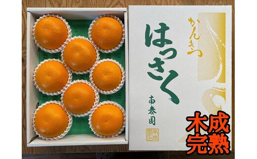 木成完熟 紅はっさく 特秀 L × 8玉 または M × 10玉 サイズ 化粧箱 南泰園【2026年4月上旬～発送】