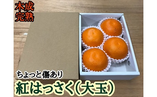 ちょっと 傷あり 木成完熟 紅はっさく 大玉 2L × 4玉入 茶小箱【2026年4月上旬～発送】