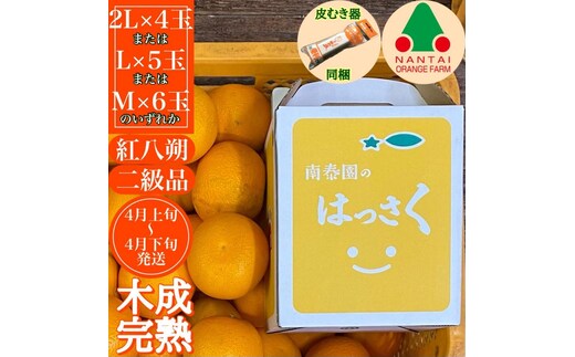 【ムッキー同梱】 ちょっと 傷あり 木成完熟 紅はっさく 2L ～ M ( 4玉 ～ 6玉 ) 手さげ箱 【2026年4月上旬～発送】