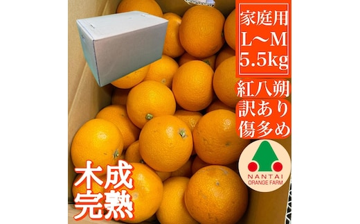 家庭用 5.5kg 訳あり 傷多め 木成完熟 紅はっさく L または M サイズ 茶箱 南泰園【2026年4月上旬～発送】