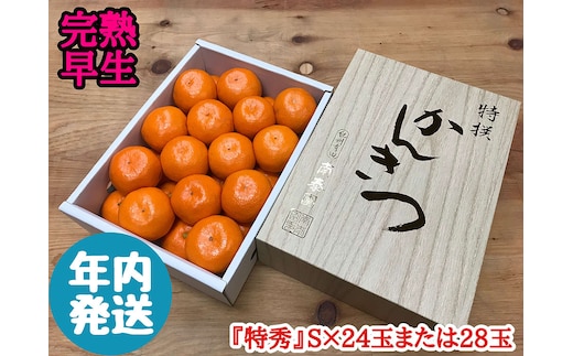 年内発送 完熟早生 有田みかん 化粧小箱 特秀 S サイズ 24玉または28玉入 和歌山 南泰園 みかん