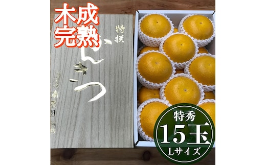 4月 まで 木成 完熟 させた 有田 はっさく 特秀 L × 15玉 2段詰 化粧箱 南泰園 みかん