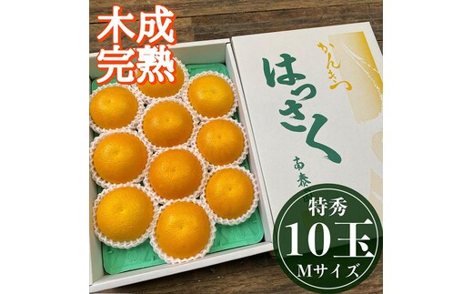 4月 まで 木成 完熟 させた 有田 はっさく 特秀 M × 10玉 化粧箱 南泰園 みかん