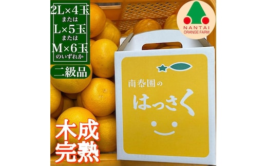 ちょっと 傷あり 4月 まで 木成 完熟 させた 有田 はっさく 2L ～ M ( 4玉 ～ 6玉 ) 手さげ箱 南泰園 みかん
