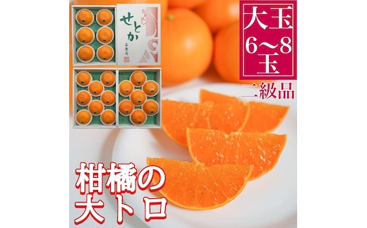 ちょっと 傷あり 柑橘の大トロ ハウス せとか 大玉 6 ～ 8玉入 化粧箱 南泰園