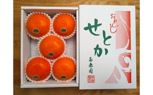 ハーフ 化粧箱 柑橘の大トロ ハウス せとか 厳選 5玉入 南泰園
