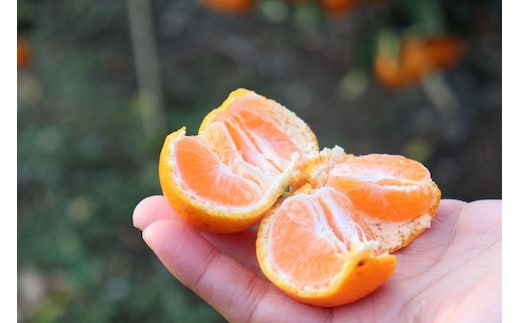 12/23までにご入金確認分は年内発送確定！きれいな温州みかん 寄贈用にお勧め 箱込み約 10kg (S～Lサイズ混合)