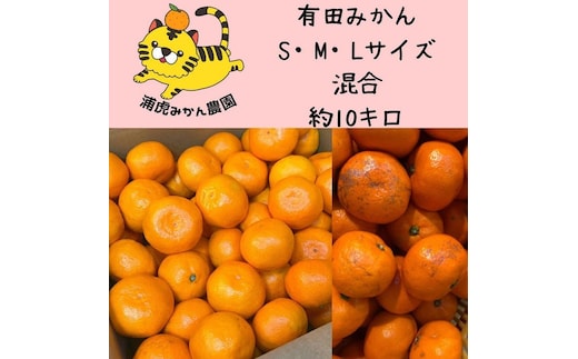 12/23までにご入金確認分は年内発送確定！訳あり温州みかん 家庭用 箱込み 10kg (SMLサイズ混合)