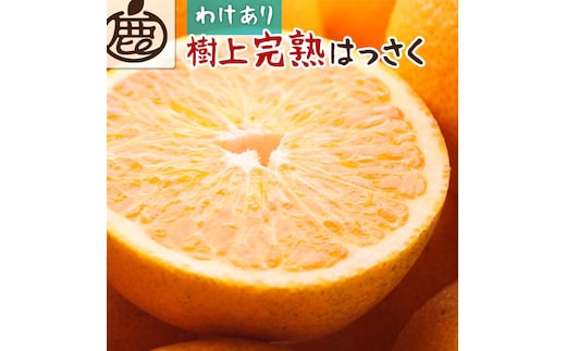 ［先行予約］家庭用 樹上完熟はっさく2.5kg+250g（傷み補償分）［有田の春みかん・五月八朔・木生りはっさく］［光センサー選別］［訳あり・わけあり］
