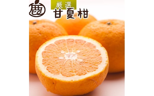 ［先行予約］厳選 甘夏柑5kg+250g（傷み補償分）［初夏のみかん・旬の果物］［有田産］［光センサー食べ頃出荷］