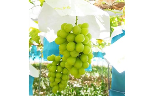 【8・9・12月 全3回】紀州産 シャインマスカットとフルーツの定期便A（シャインマスカット・梨・みかん） 【魚鶴商店】