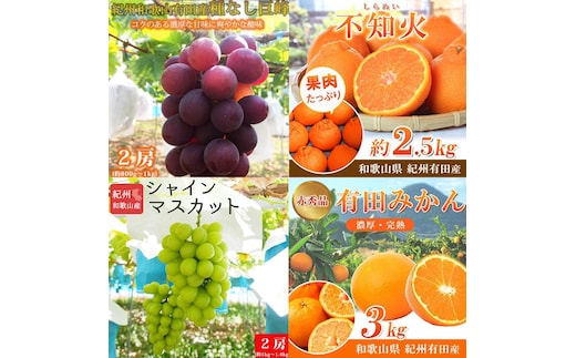 【2・8・9・12月 全4回】紀州和歌山産旬のフルーツセット（巨峰・シャインマスカット・みかん・不知火） 定期便