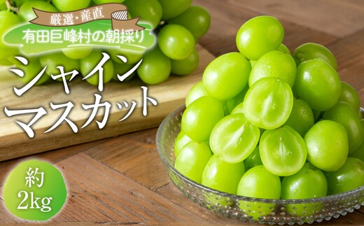 ［先行予約］シャインマスカット 約2kg (3房～5房) 有田巨峰村 【朝採 新鮮】■2026年発送■※8月下旬頃から9月下旬頃まで順次発送予定