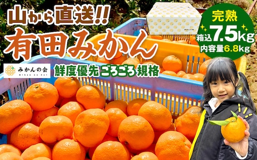 みかん 山から直送 箱込 7.5kg ( 内容量約 6.8kg ) 鮮度優先ごろごろ規格 和歌山県産 産地直送 家庭用［2025年11月中旬より2026年1月中旬頃順次出荷予定］［みかんの会］