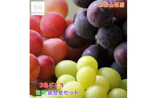 農家直送 3色ぶどう詰め合わせ贅沢セット 約3kg入り ［2026年・先行予約］