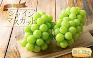 農家直送 朝採り シャインマスカット 約1.2kg  ［2026年・先行予約］