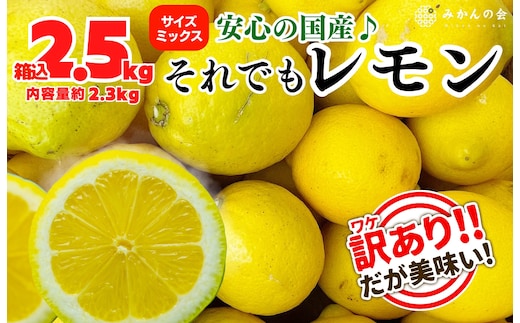 訳あり レモン B品 箱込2.5kg(内容量約2.3kg) 和歌山県有田産（サイズミックス）【みかんの会】