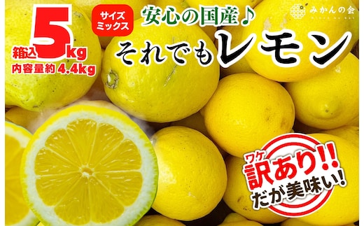 訳あり レモン B品 箱込5kg(内容量約4.4kg) 和歌山県有田産（サイズミックス）【みかんの会】