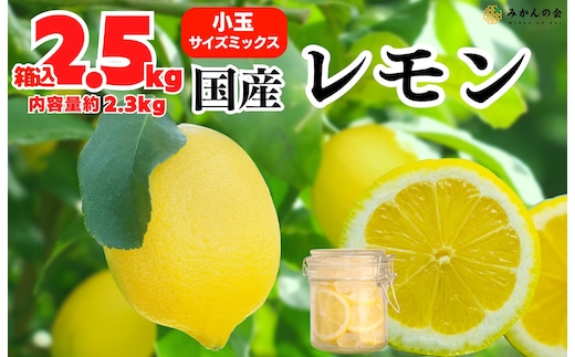 レモン 小玉 国産 箱込2.5kg(内容量約2.3kg) 秀品 S M L サイズミックス 和歌山県有田産 【みかんの会】