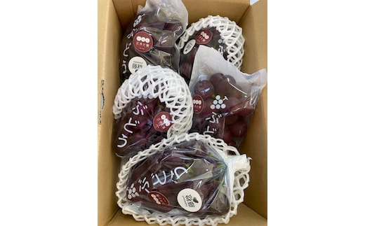 【先行予約】有田巨峰村三木と園のあま～いジューシー！ 種あり 藤稔（ふじみのり）2kg(4～6房)