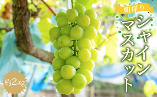 ［先行予約］朝採りシャインマスカット 約2kg ［2026年8月中旬以降順次発送］