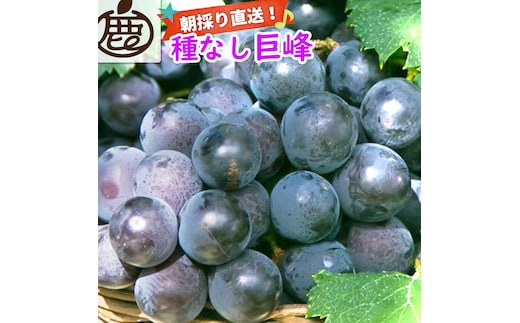 ［先行予約］巨峰 約1kg［朝採り］［葡萄・ぶどう］［種なしブドウ］［フルーツ・果物］［2026年8月下旬頃から順次発送］