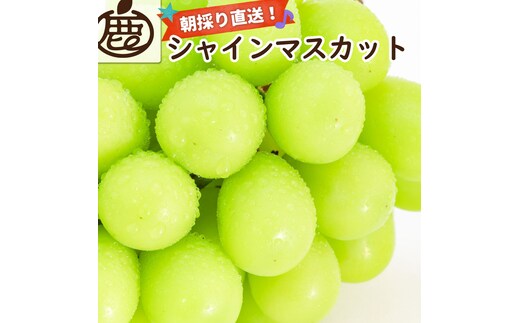 ［先行予約］シャインマスカット 約2kg［朝採り］［フルーツ・果物］［そのまま食べられる］［2026年8月下旬頃から順次発送］