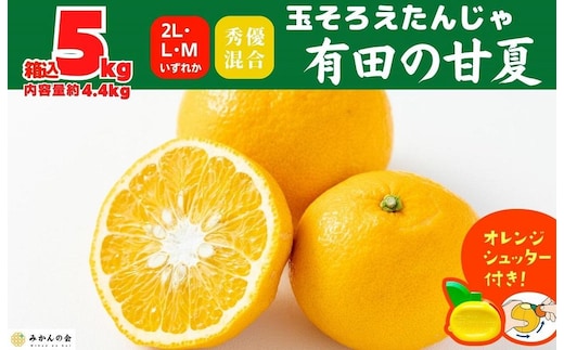 甘夏 玉ぞろい 箱込 5kg ( 内容量約 4.4kg ) 秀品 優品 混合 2L L M サイズのいずれか 和歌山県 産地直送 ［皮むき器付き］ ［みかんの会］