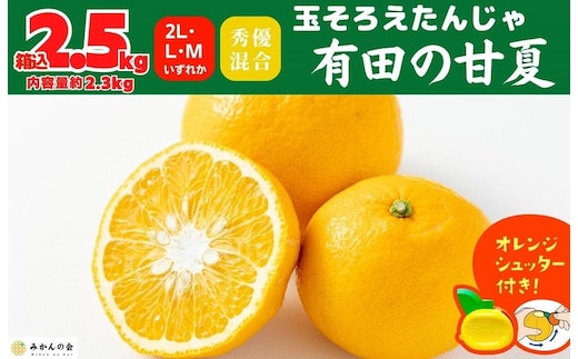 甘夏 玉ぞろい 箱込 2.5kg ( 内容量約 2.3kg ) 秀品 優品 混合 2L L M サイズのいずれか 和歌山県 産地直送 ［皮むき器付き］ ［みかんの会］