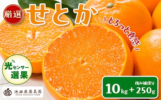 ［先行予約］厳選 せとか10kg+250g（傷み補償分）［柑橘・春みかんの王様］［光センサー選果・食べ頃出荷］