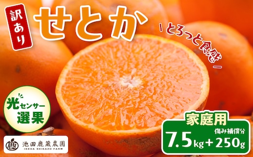 ［先行予約］家庭用 せとか7.5kg+250g（傷み補償分）［柑橘・春みかんの王様］［わけあり・訳あり］［光センサー選果・食べ頃出荷］
