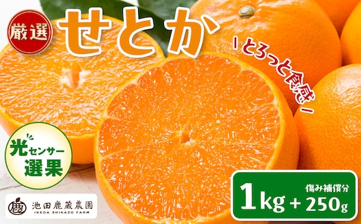 ［先行予約］厳選 せとか1kg+250g（傷み補償分）［柑橘・春みかんの王様］［光センサー選果・食べ頃出荷］［IKE60w］