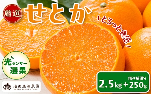 ［先行予約］厳選 せとか2.5kg+250g（傷み補償分）［柑橘・春みかんの王様］［光センサー選果・食べ頃出荷］［IKE61w］