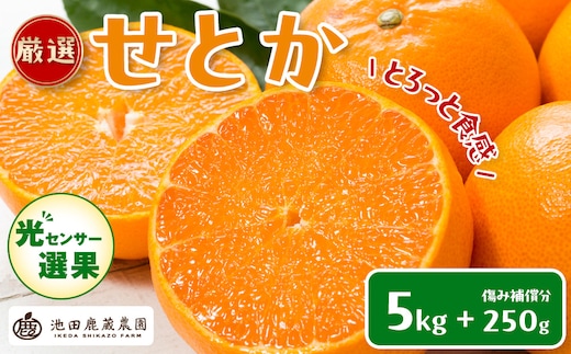 ［先行予約］厳選 せとか5kg+250g（傷み補償分）［柑橘・春みかんの王様］［光センサー選果・食べ頃出荷］［IKE119w］