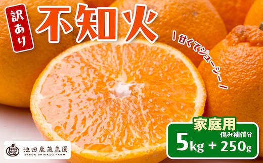 ［先行予約］家庭用 不知火5kg+250g（傷み補償分）［デコポンと同品種・人気の春みかん］［わけあり・訳あり］