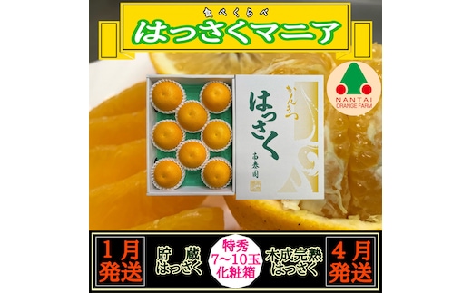 1・4月発送 全2回 定期便 はっさく マニア 貯蔵 ＆ 木成完熟 特秀 7 ～ 10玉 和歌山 有田 南泰園