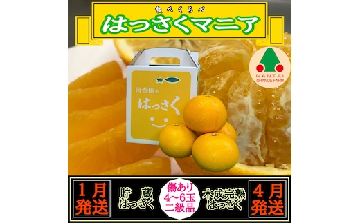 1・4月発送 全2回 定期便 はっさく マニア 貯蔵 ＆ 木成完熟 傷あり 二級品 4 ～ 6玉 手さげ箱 和歌山 有田 南泰園