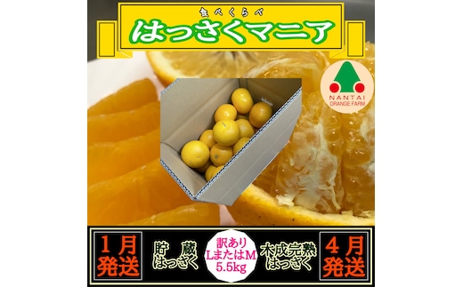 1・4月発送 全2回 定期便 はっさく マニア 貯蔵 ＆ 木成完熟 訳あり傷多め L または M 5.5kg 茶箱 和歌山 有田 南泰園