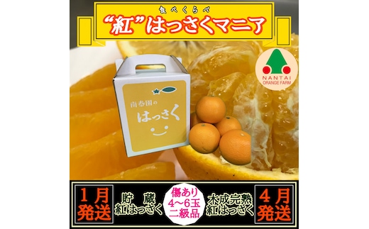 1・4月発送 全2回 定期便 紅はっさく マニア 貯蔵 ＆ 木成完熟 傷あり 二級品 4 ～ 6玉 化粧箱 和歌山 有田 南泰園