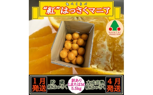 1・4月発送 全2回 定期便 紅はっさく マニア 貯蔵 ＆ 木成完熟 訳あり傷多め L または M 5.5kg 茶箱 和歌山 有田 南泰園