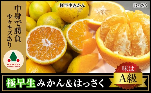 定期便 手さげ箱 セット 極早生 有田みかん ＆ はっさく 全2回 南泰園 みかん