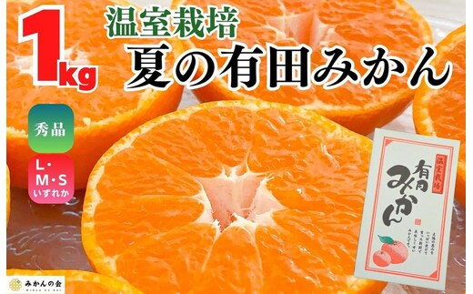 【5月出荷予定】ハウスみかん 温室栽培 夏の有田みかん 1kg 秀品 S・M・Lサイズのいずれか 和歌山県 産地直送 みかんの会