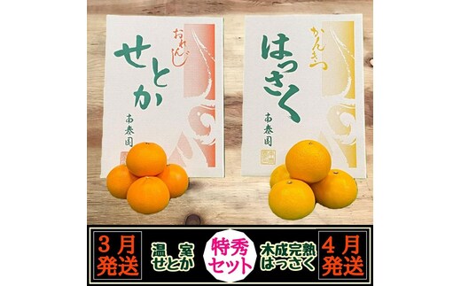 定期便 春に楽しむ ハウス せとか ＆ 木成 完熟 有田 はっさく 特秀 セット 全2回 南泰園